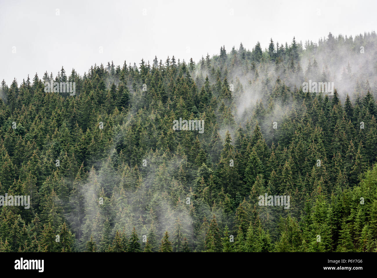 La nebbia foresta di pini. Foto Stock