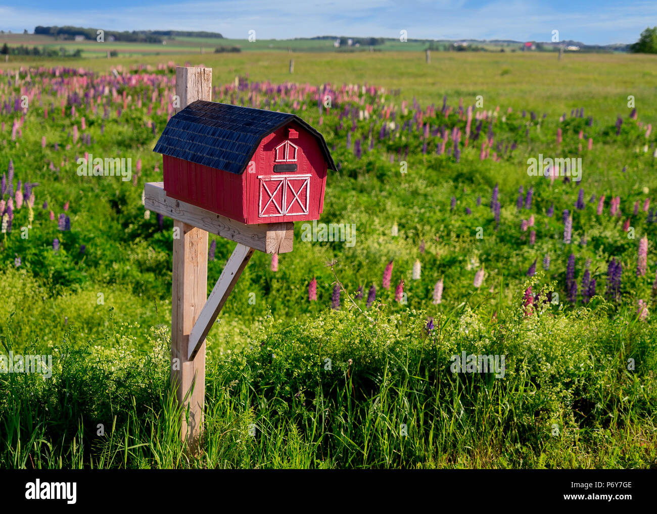 Mailbox in mezzo a un campo di lupini selvatici nelle zone rurali di Prince Edward Island, Canada. Foto Stock