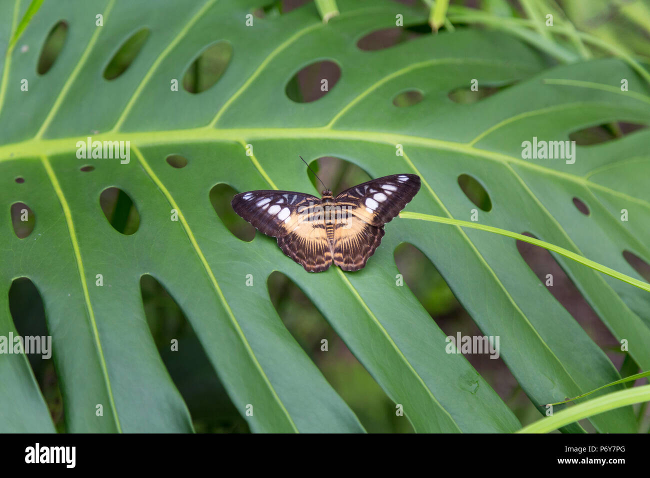 Brown butterfly seduto su una grande pianta verde foglia. Scatto dall'alto. Macro Foto Stock