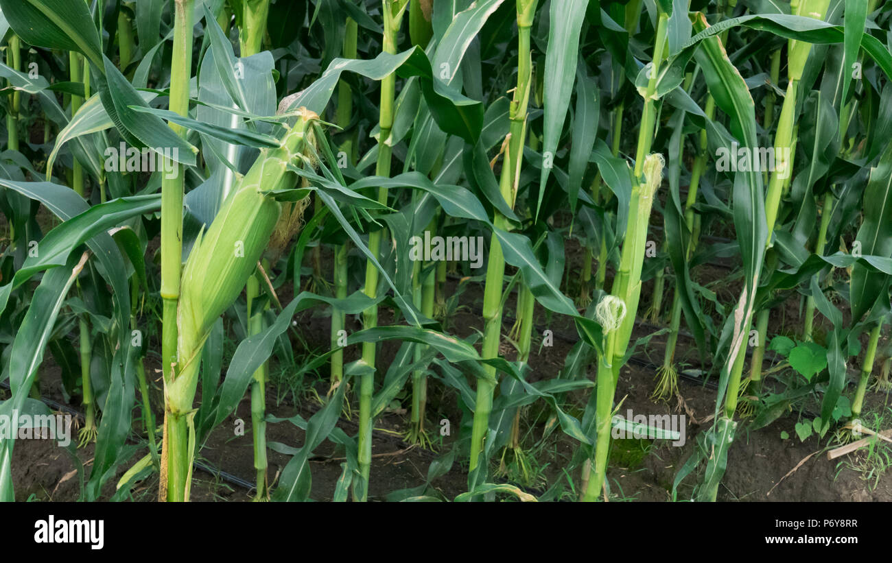 Fattoria di mais. campo di mais in terreni agricoli organici Foto Stock