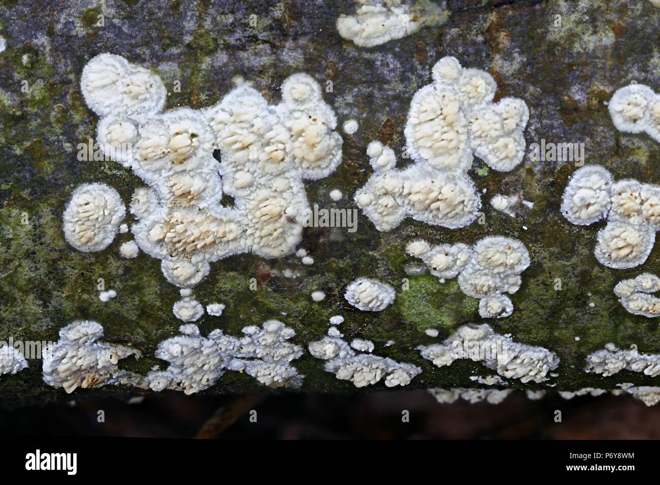 Crosta dentata fungo, Basidioradulum radula Foto Stock
