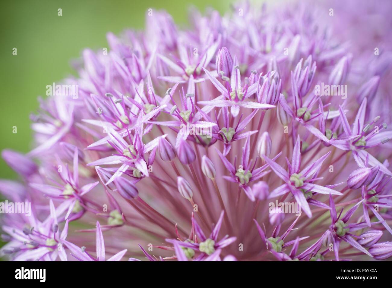 Cipolla gigante, Allium giganteum Foto Stock