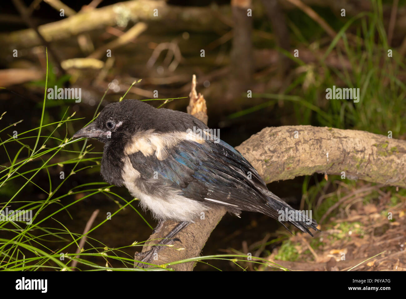 Recentemente fledged Gazza seduto sul ramo di albero accanto al flusso. prese su Talbot heath riserva naturale, Poole. Foto Stock