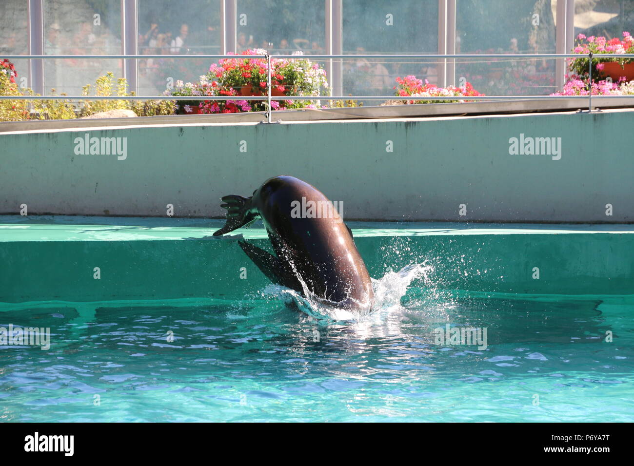 Il leone marino della California - Zalophus californianus Foto Stock