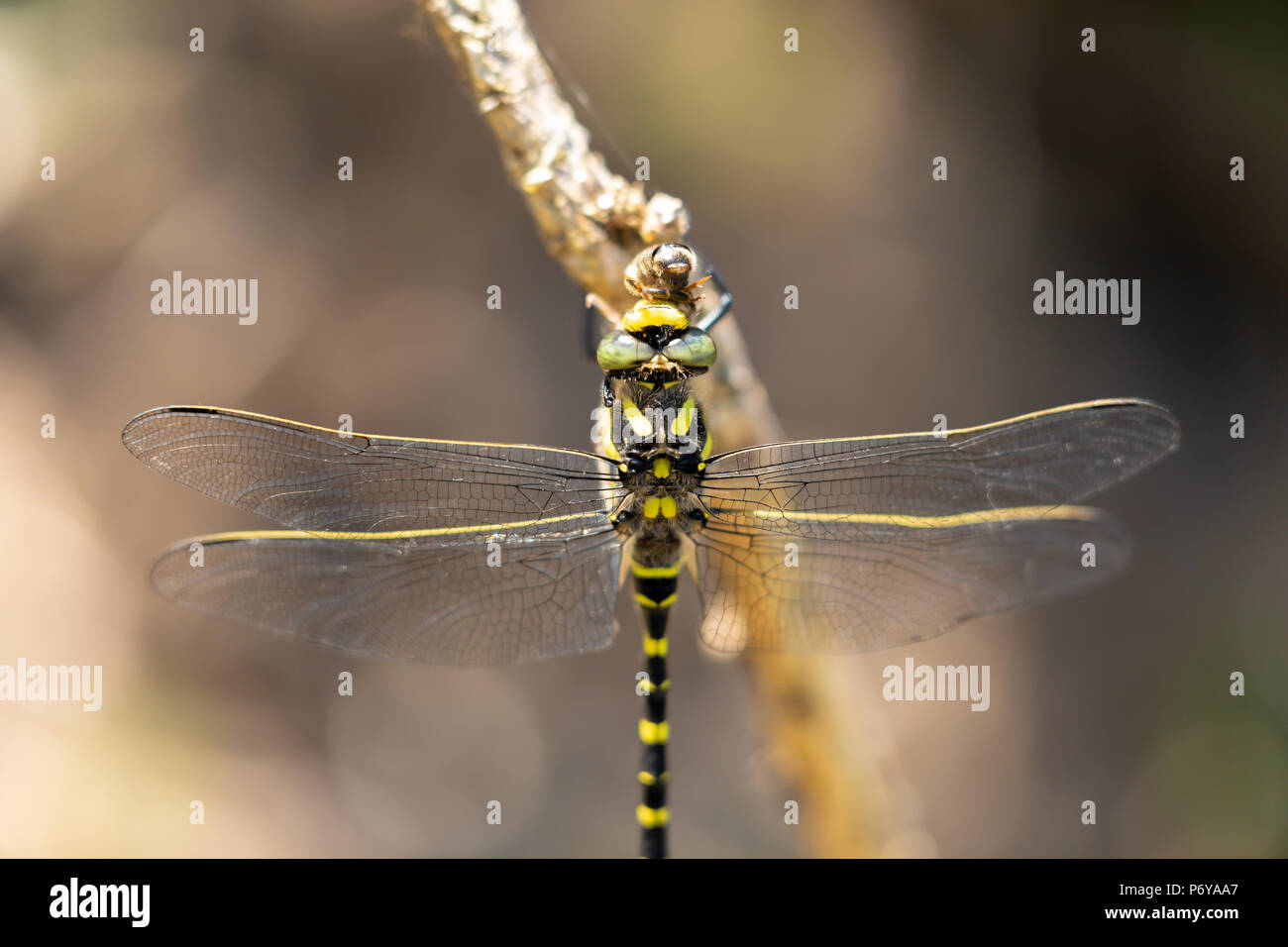 Foto macro di Golden-Ringed Dragonfly appollaiato su stick mentre consumano la sua preda delle api. Prese su cui Canford heath riserva naturale, Poole. Foto Stock