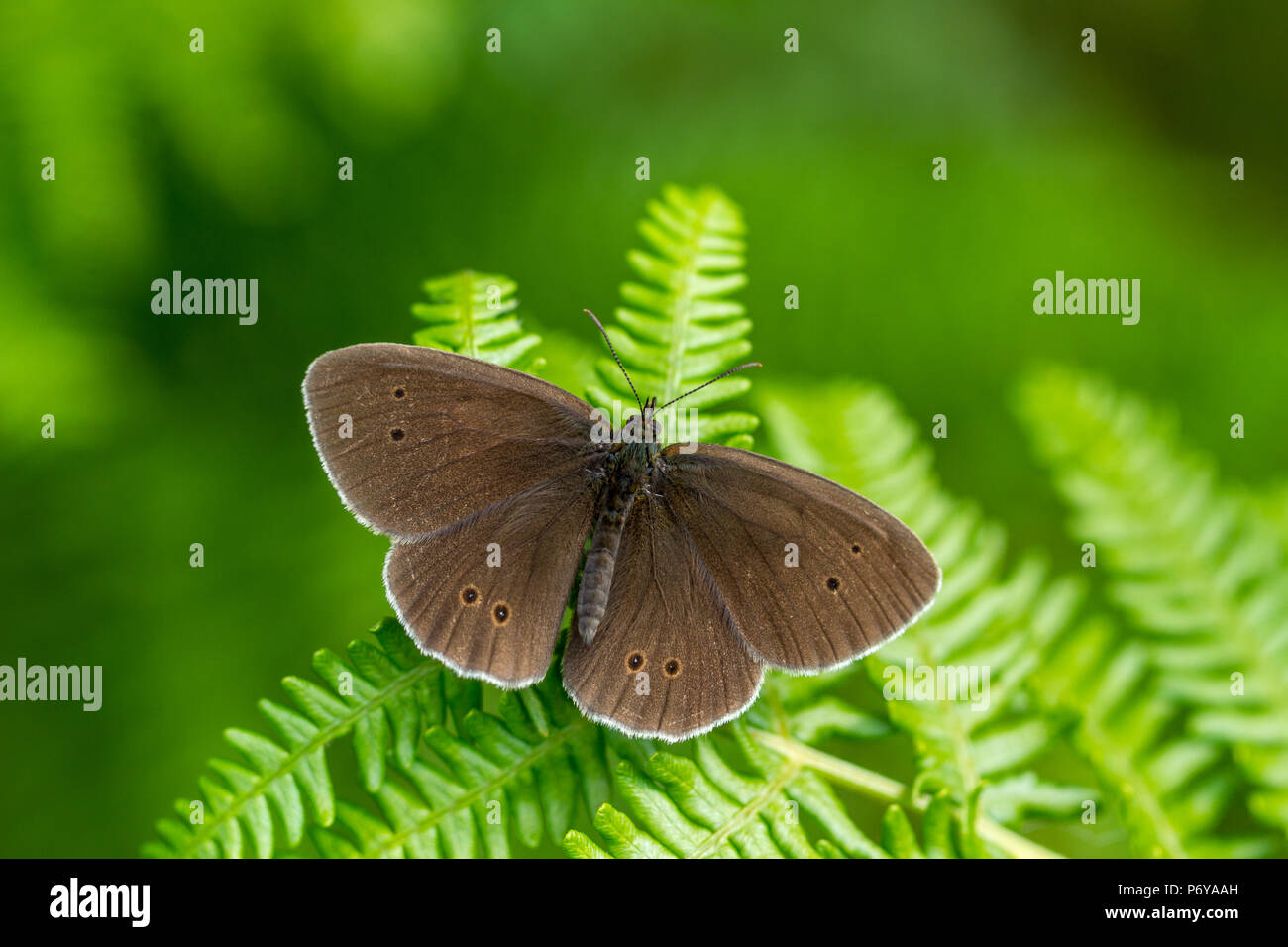 Regno Unito Fauna selvatica: ringlet butterfly posatoi sulla bracken con ali aperte Foto Stock