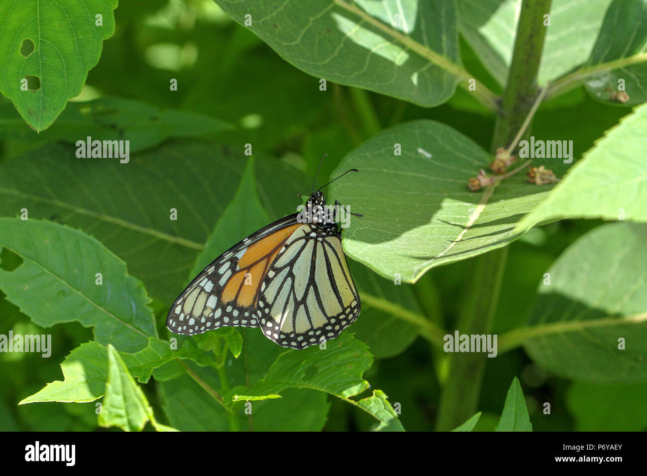 Farfalla monarca sul milkweed comune Foto Stock