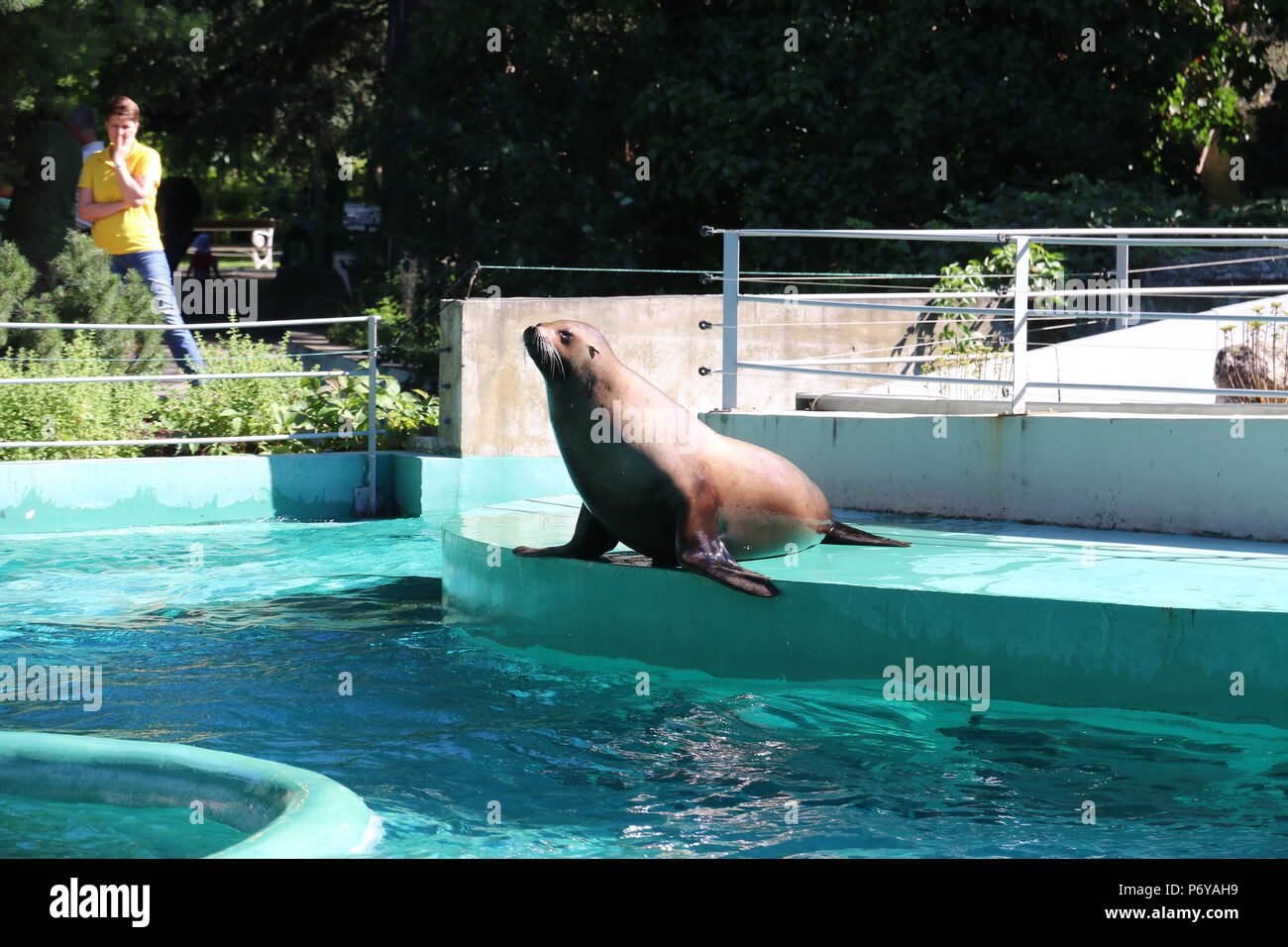 Il leone marino della California - Zalophus californianus Foto Stock