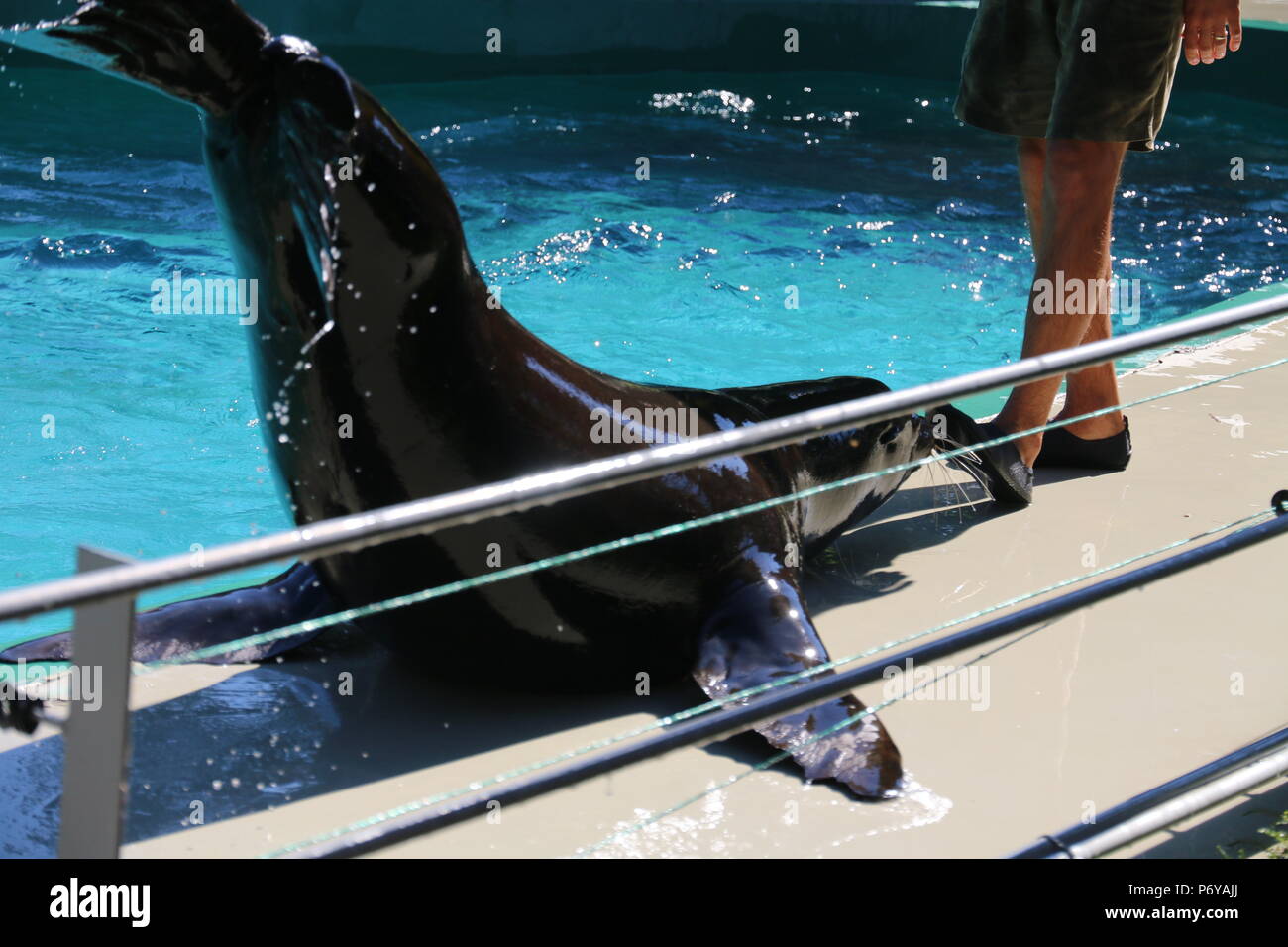 Il leone marino della California - Zalophus californianus Foto Stock