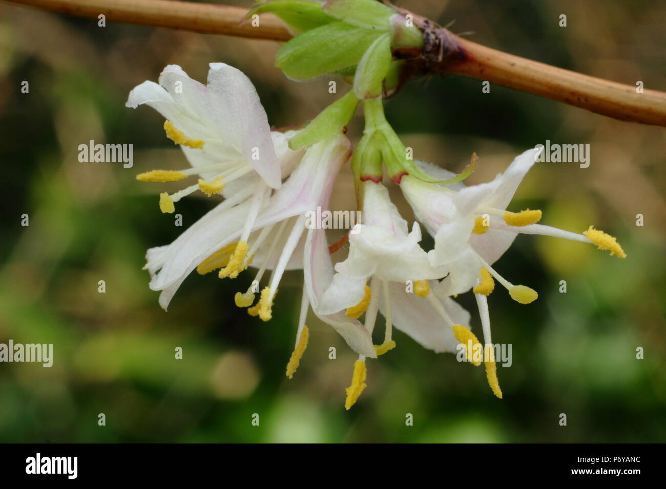 Lonicera x purpusii 'Inverno bellezza' caprifoglio in fiore in inverno, REGNO UNITO Foto Stock