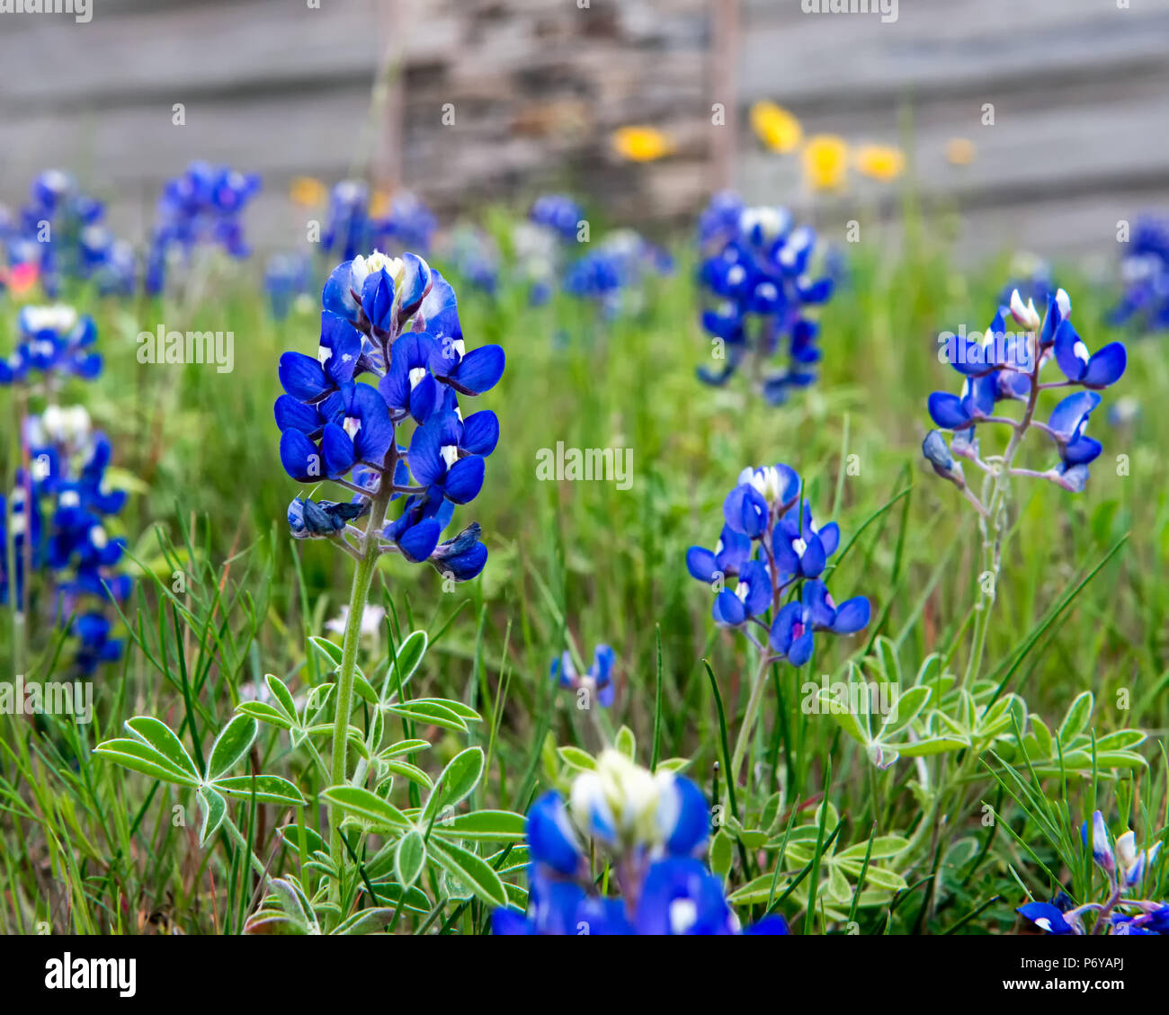 Close up Bluebonnets contro la costruzione di cabina Foto Stock