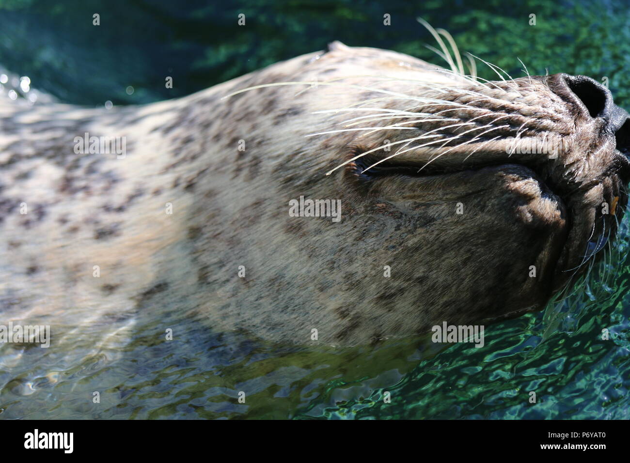 Guarnizione di tenuta del porto - Phoca vitulina Foto Stock