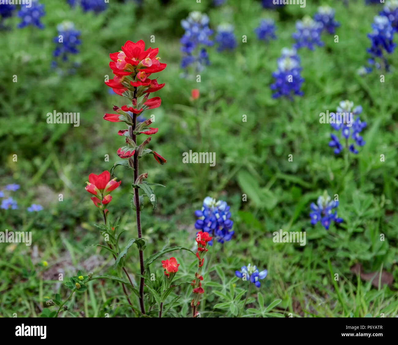 Rosso singolo pennello indiano con sfondo Bluebonnet Foto Stock