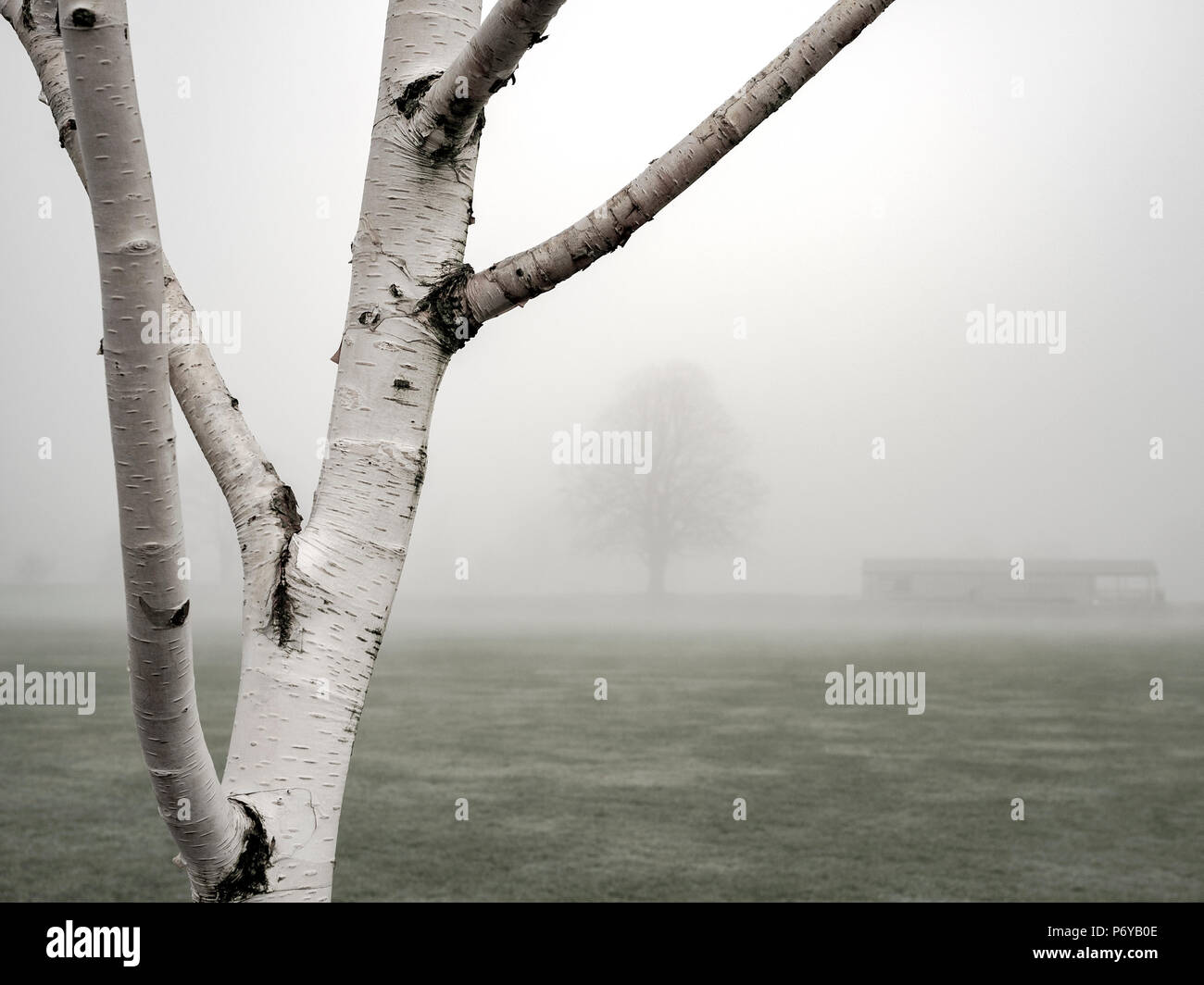 Un bianco betulla nella nebbia, Yorkshire Dales, nello Yorkshire, Inghilterra, Regno Unito Foto Stock