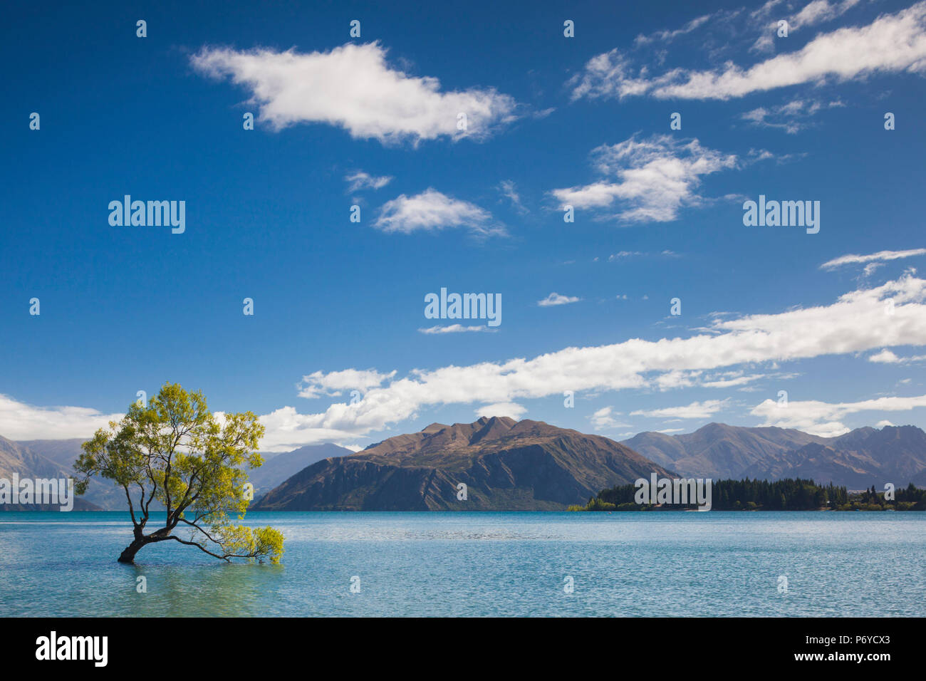 Nuova Zelanda, Isola del Sud, Otago, Wanaka, il lago Wanaka, albero solitario Foto Stock