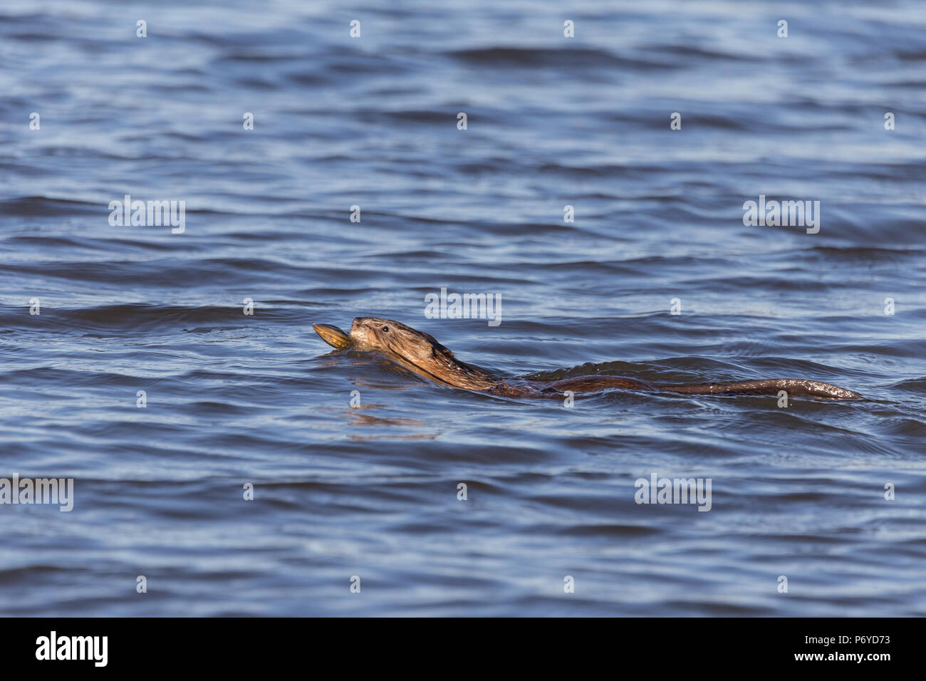 Adulto muskrat nuoto che trasportano le cozze in bocca Foto Stock