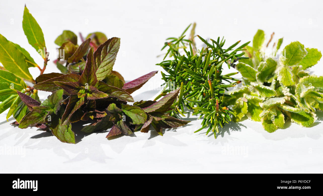 Erbe fresche Foto Stock