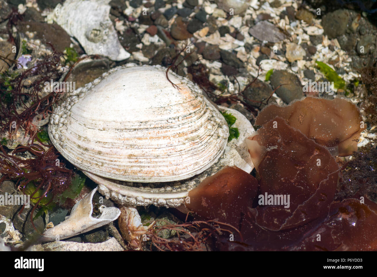 Geoduck clam shell Foto Stock