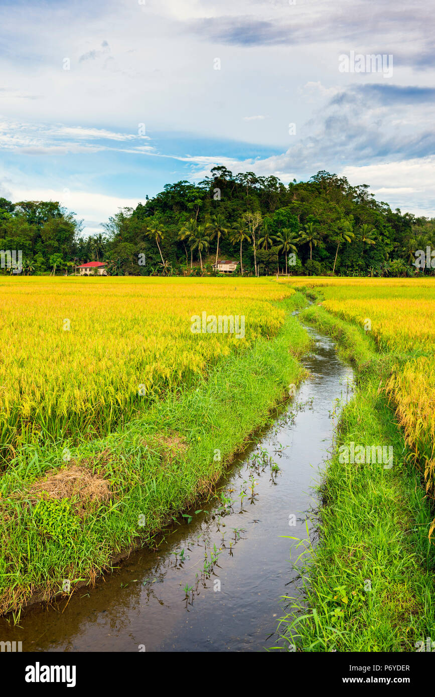 Asia, Sud Est Asiatico, Filippine, Central Visayas, Bohol, Carmen Foto Stock