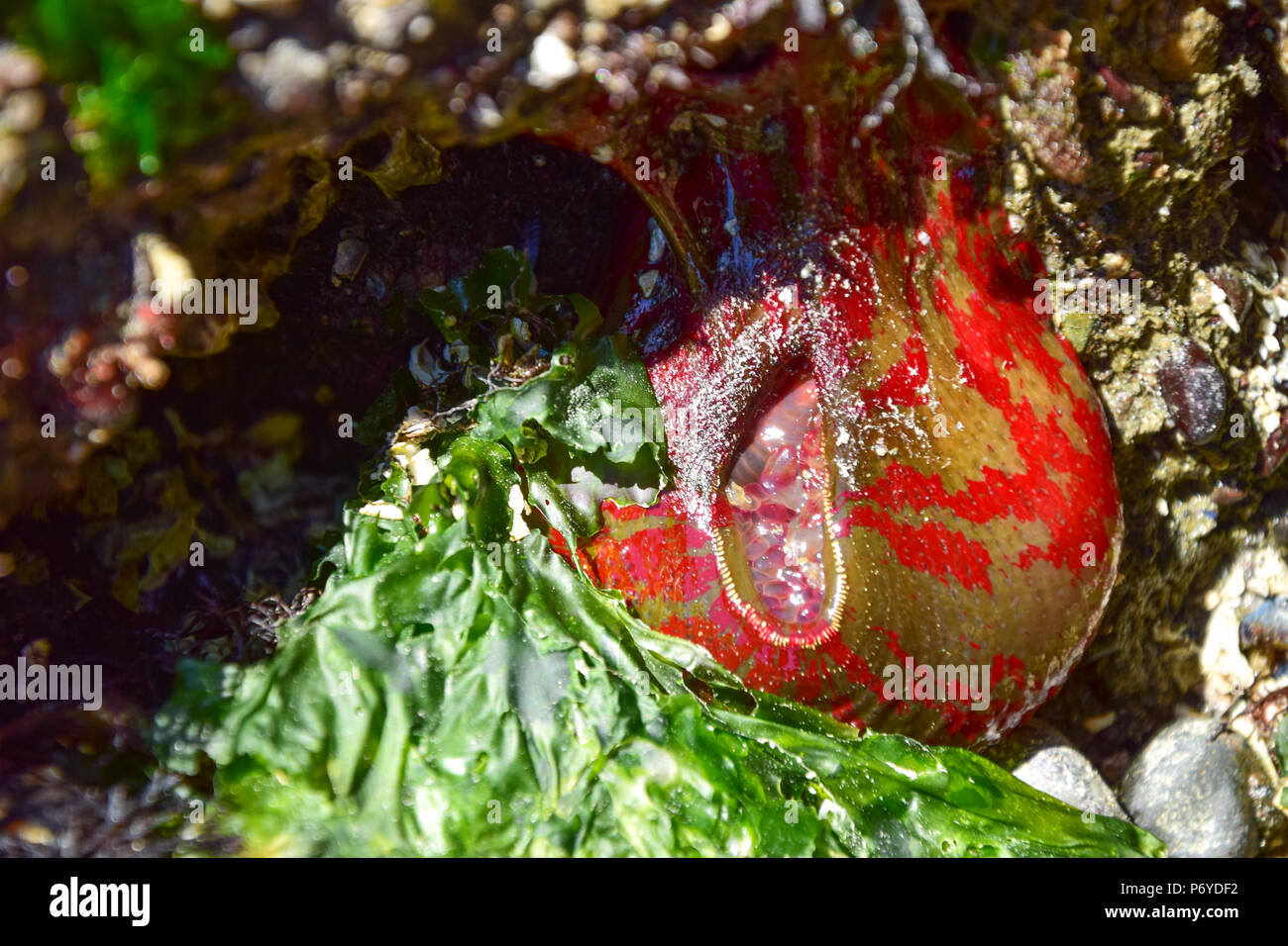 Il verde e il rosso dipinto paesaggio anemone Foto Stock