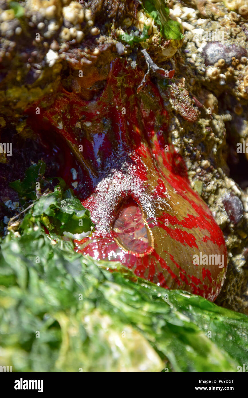 Il verde e il rosso anemone verniciato Foto Stock