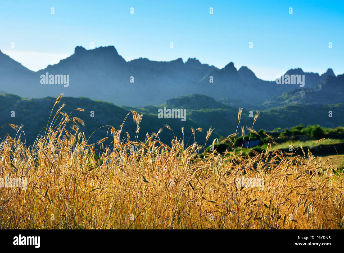 Un campo di segala al tramonto con la gamma della montagna di Pitoes Junias das in background. Panda Geres National Park, Portogallo Foto Stock