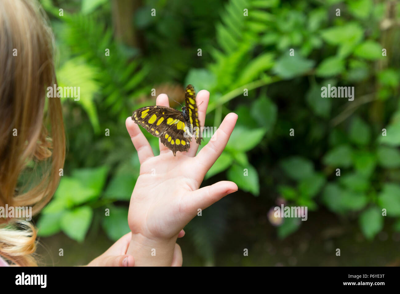 Aprire Palm di un bambino la mano con farfalla sulle dita. Close up. Messa a fuoco selettiva. Foto Stock