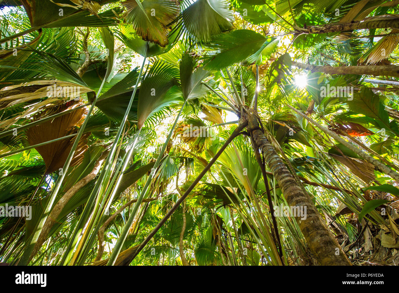 Il Coco de Mer palme, Vallei de Mai, l'Isola di Praslin, Seicelle Foto Stock
