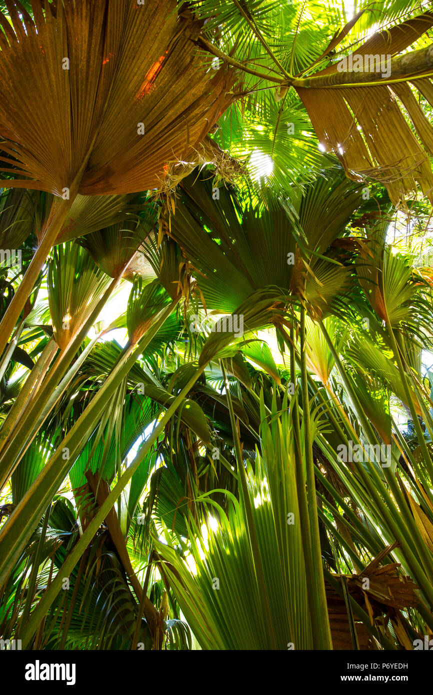 Il Coco de Mer palme, Vallei de Mai, l'Isola di Praslin, Seicelle Foto Stock