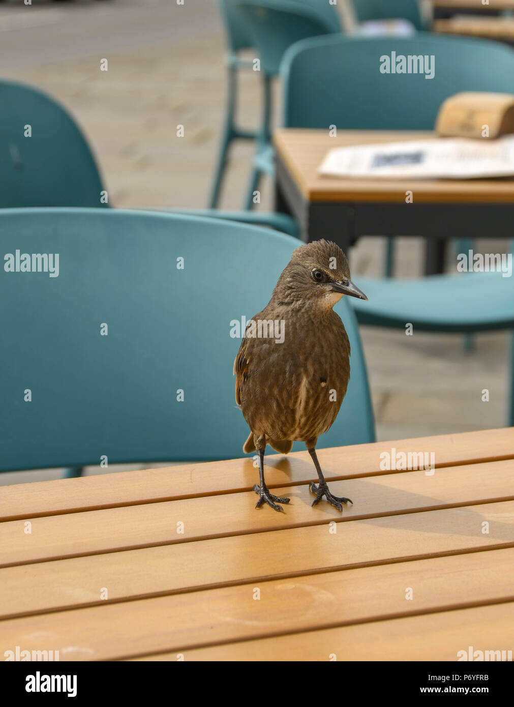 Piccolo uccello selvatico arroccato su un tavolo di legno al di fuori di un cafe Foto Stock
