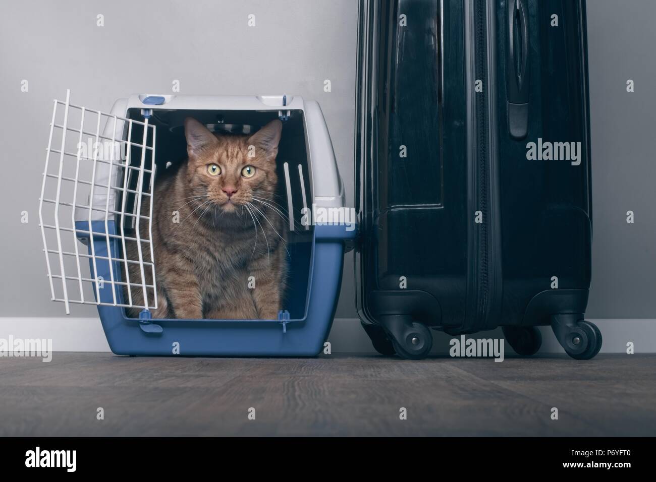 In viaggio con un gatto - Zenzero cat in un vettore pet accanto ad una valigia. Foto Stock