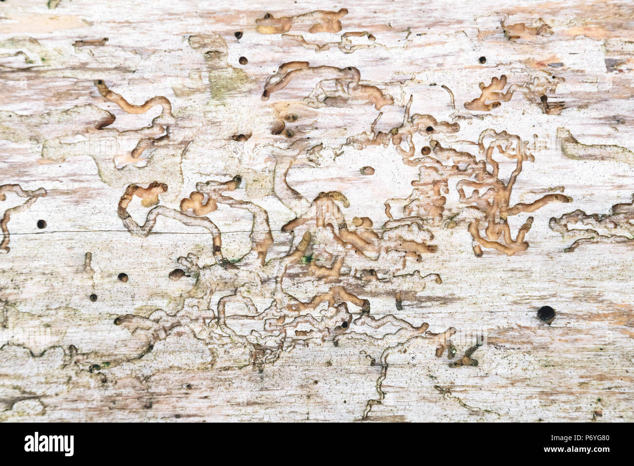 Mappa come design sul vecchio legno corteccia da worm Foto Stock