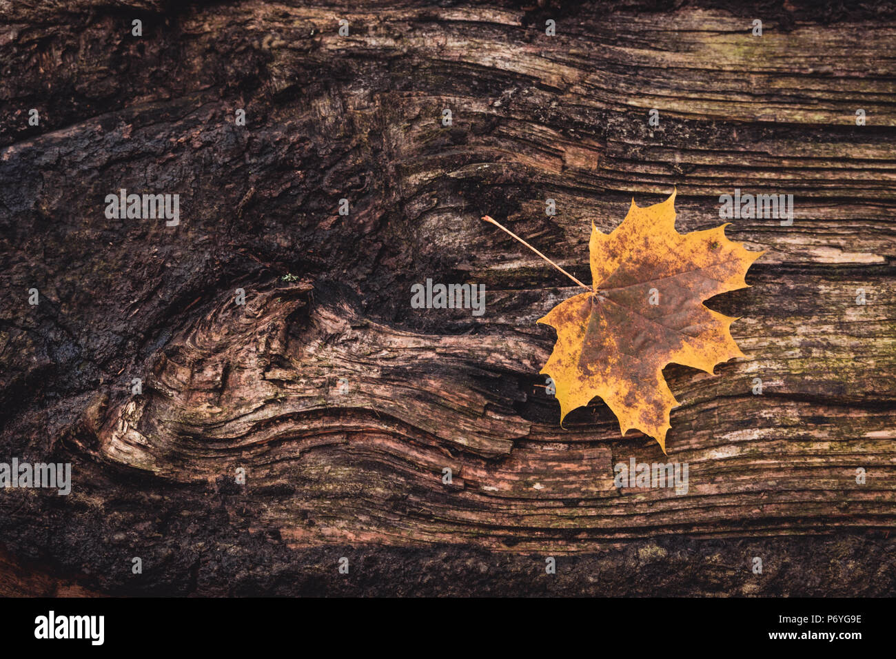 Foglia di acero sul tronco di albero Foto Stock