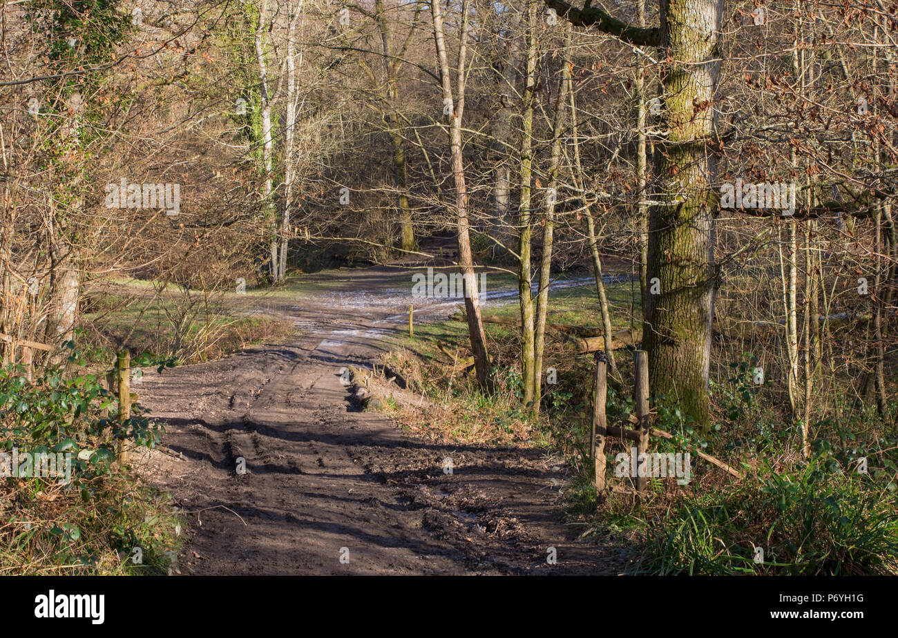 Via fangoso attraverso decidous bosco inglese in inverno Foto Stock