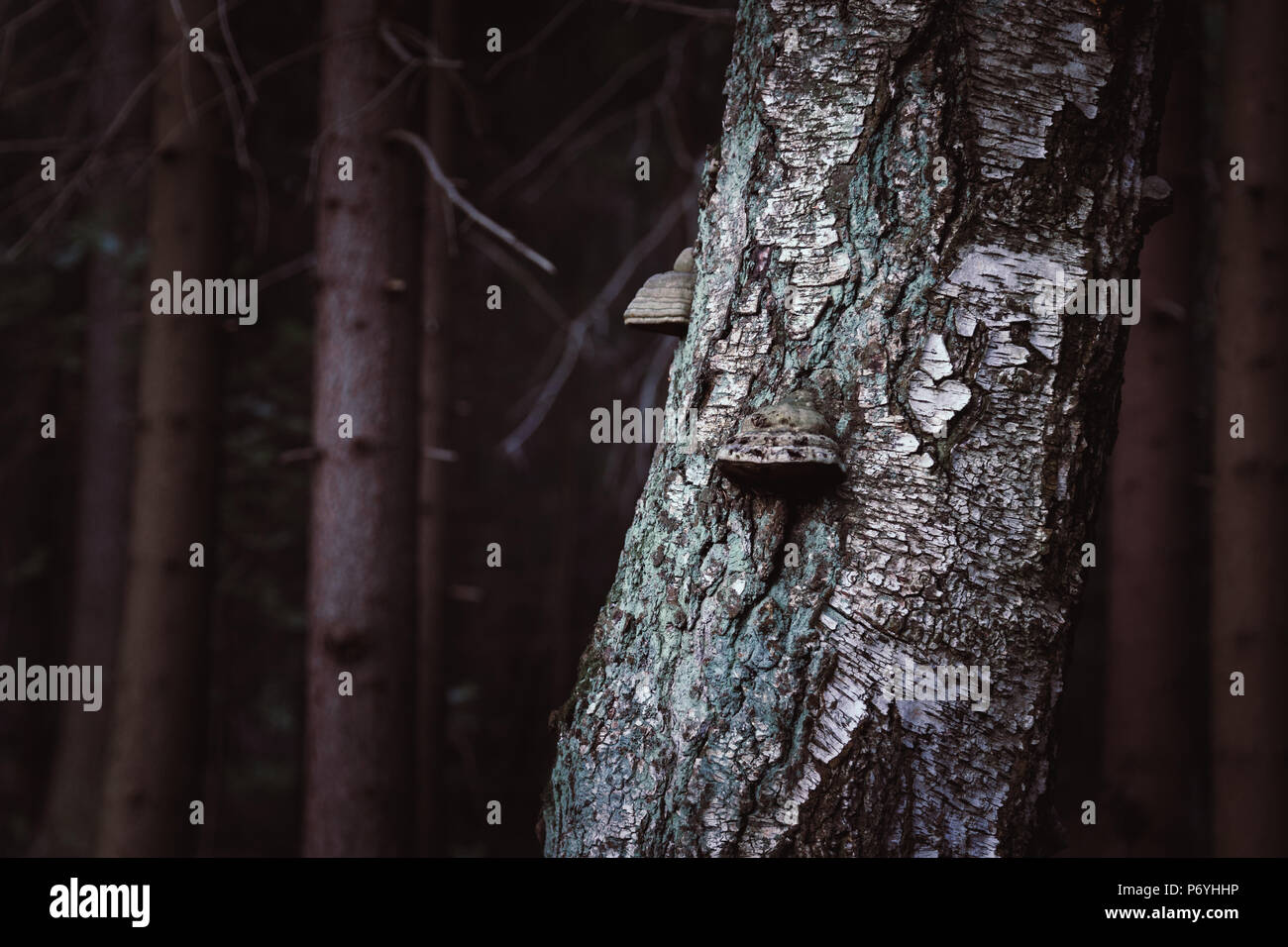 Tronco di albero con forma di cuore scolpita su di esso nella foresta gotica Foto Stock