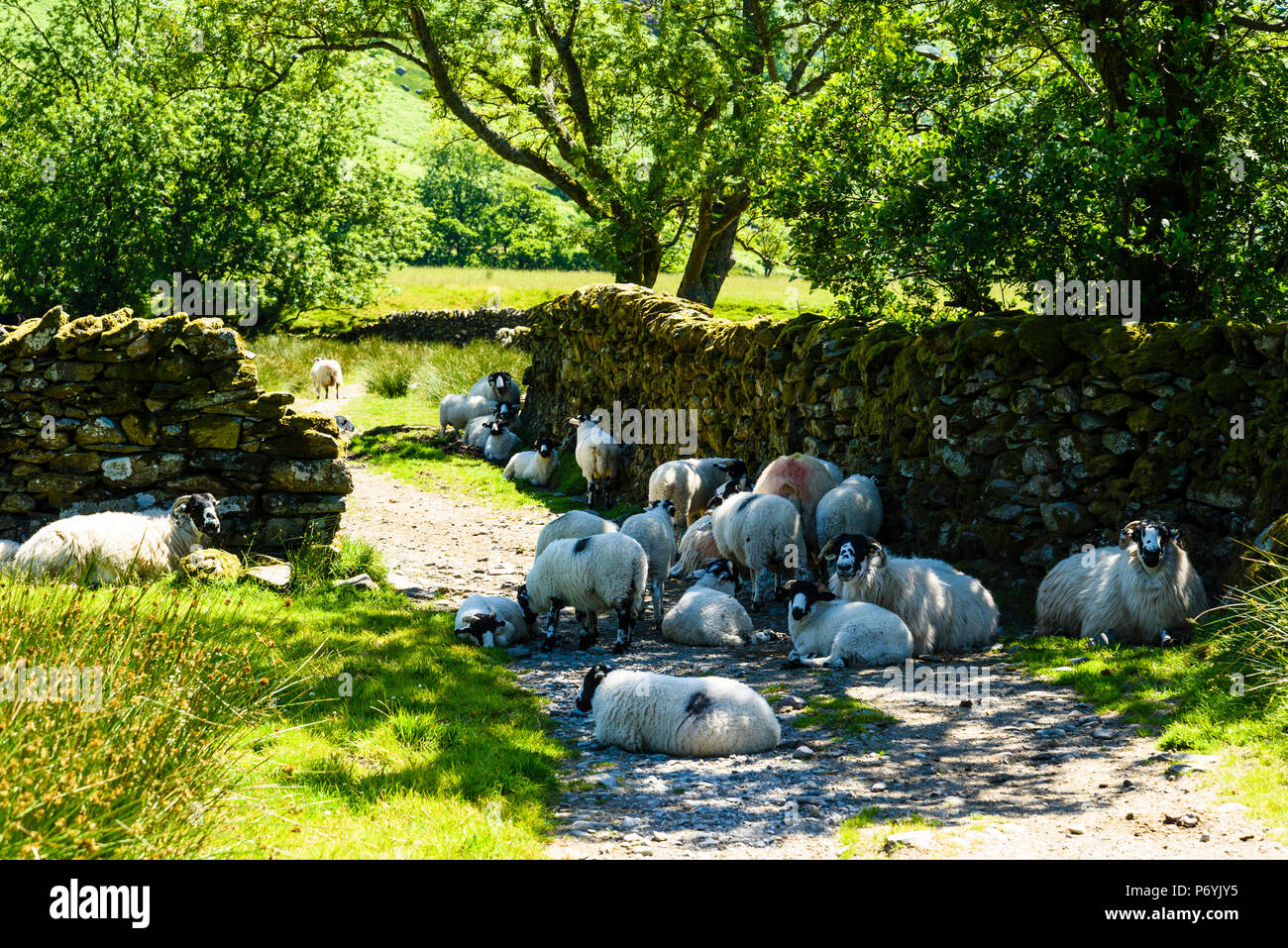 Pecore cercano ombra in un giorno caldo in Kentmere nel distretto del Lago Foto Stock