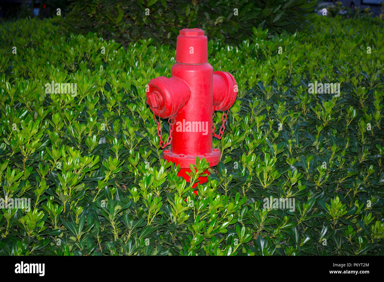 Rosso fuoco idrante su uno sfondo di erba verde. Idrante di fuoco o la pompa antincendio, rappresenta il punto di collegamento attraverso il quale i vigili del fuoco possono immettere t Foto Stock