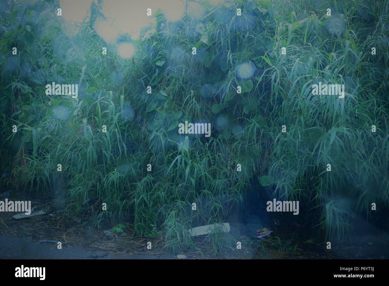 Gocce di pioggia in primo piano sfocato con foglie verdi in background Foto Stock