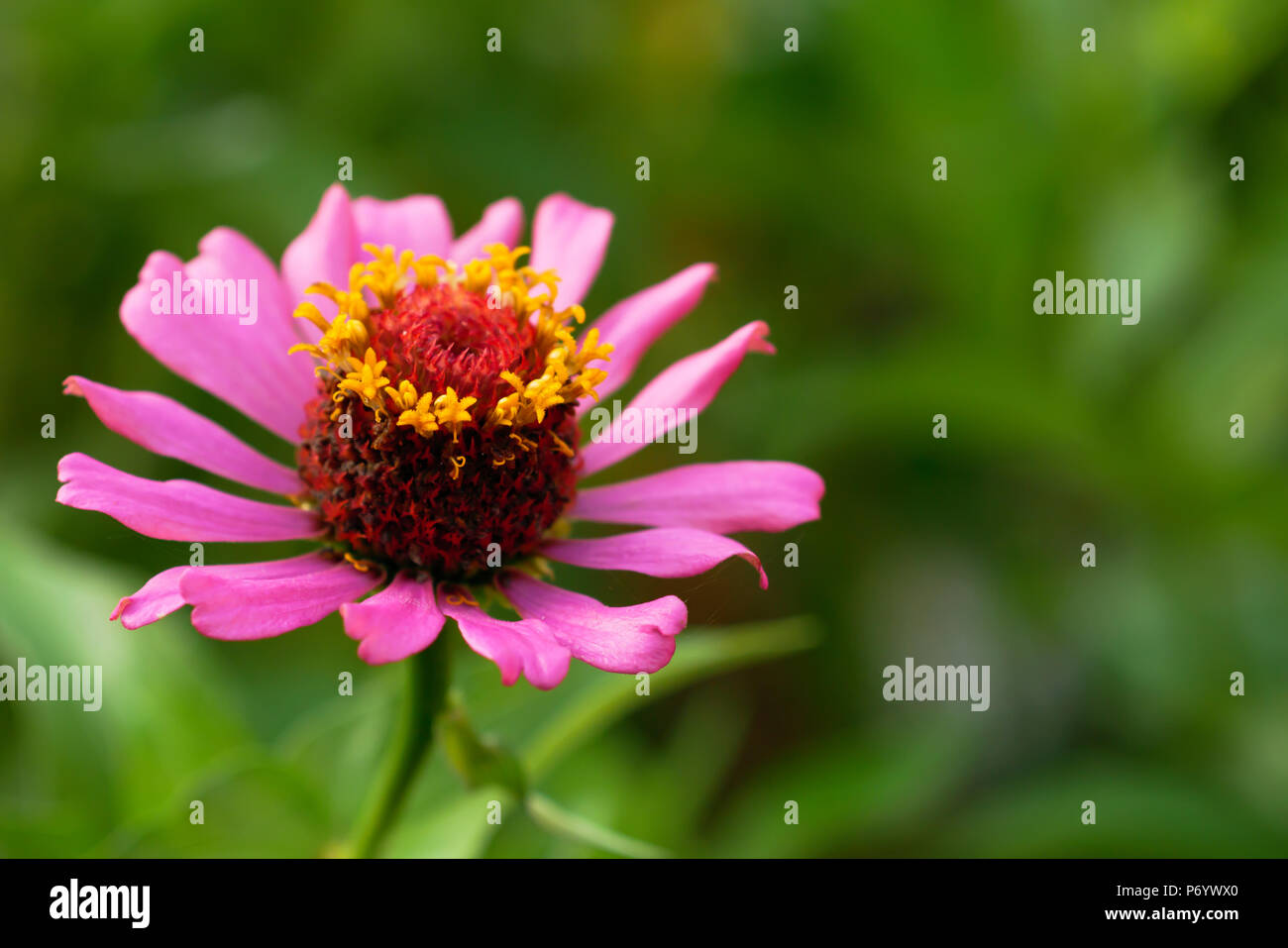 Abstract belle texture di polline di un rosa zinnia e sfondo sfocato con spazio di copia Foto Stock