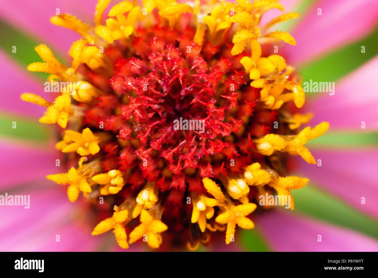 Bellissimo il polline texture con la pioggia caduta di una zinnia e sfondo sfocato Foto Stock