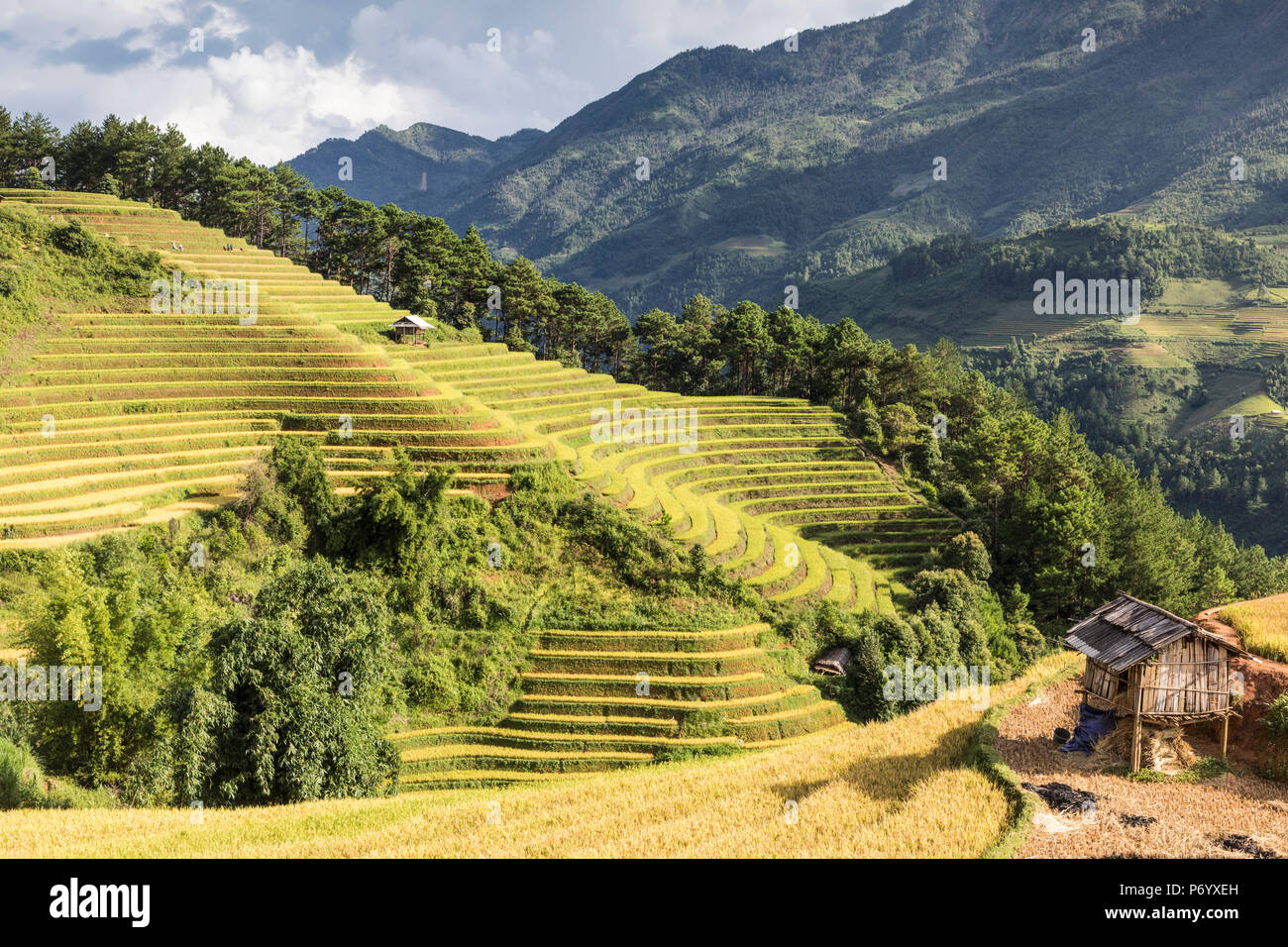 Un rifugio stilt si siede su una collina di terrazze di riso al momento del raccolto, Mu Cang Chai Yen Bai Provincia, Vietnam, sud-est asiatico Foto Stock