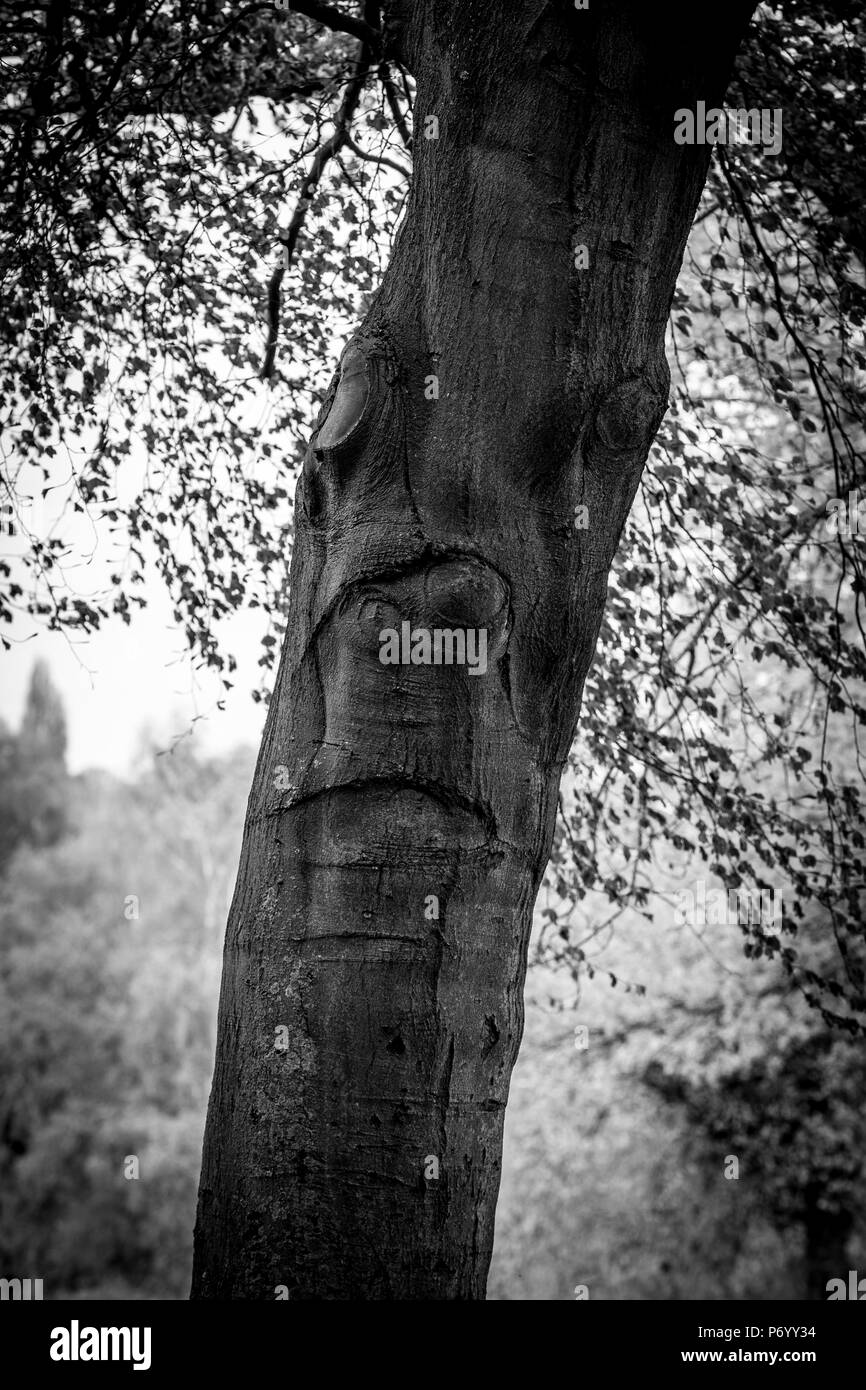 Impressione di una faccia di un tronco di albero in Abington Park, Northampton, Regno Unito Foto Stock