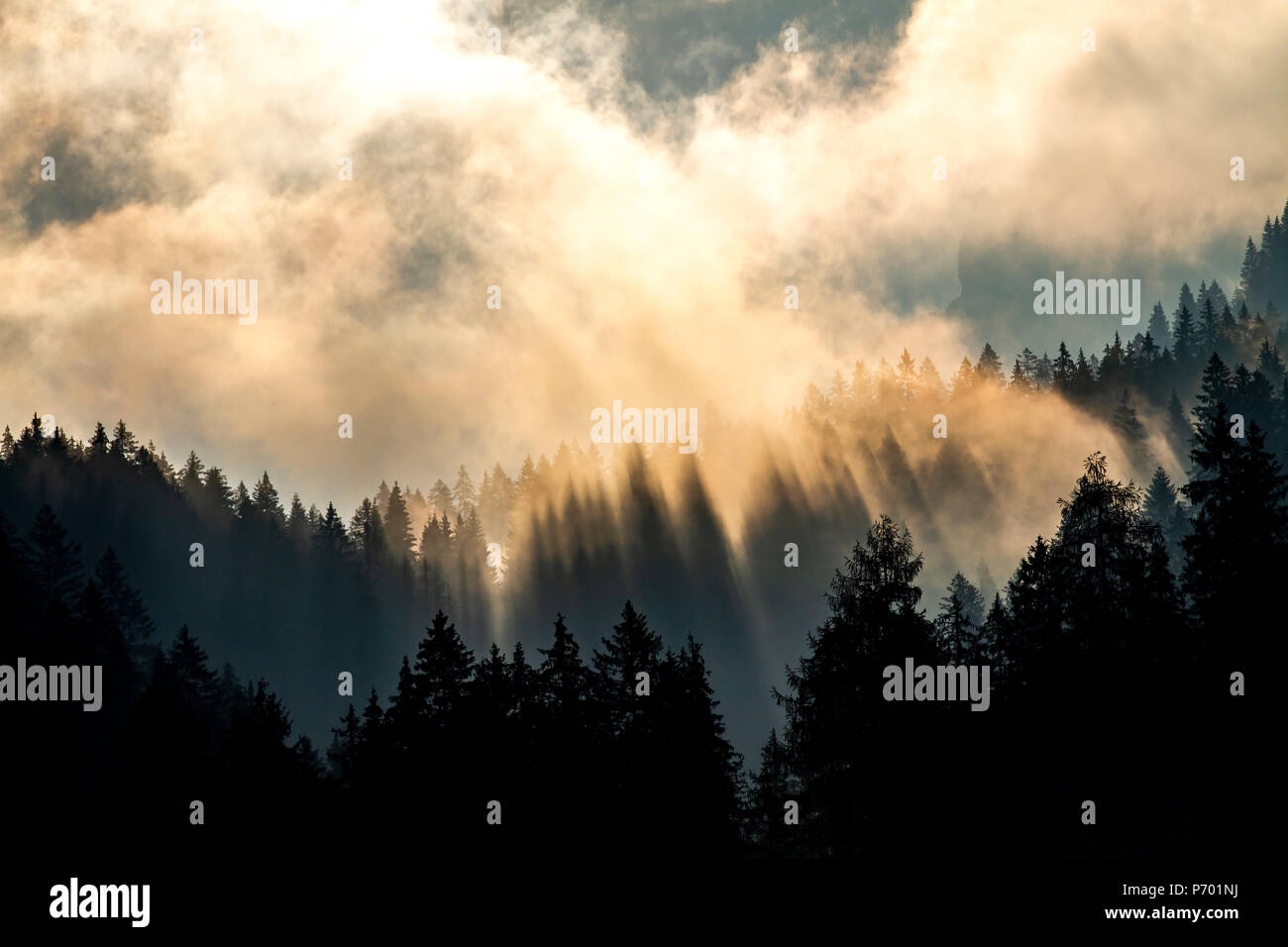 Friuli Carnia foresta di Pramosio (alta val ma) Foto Stock