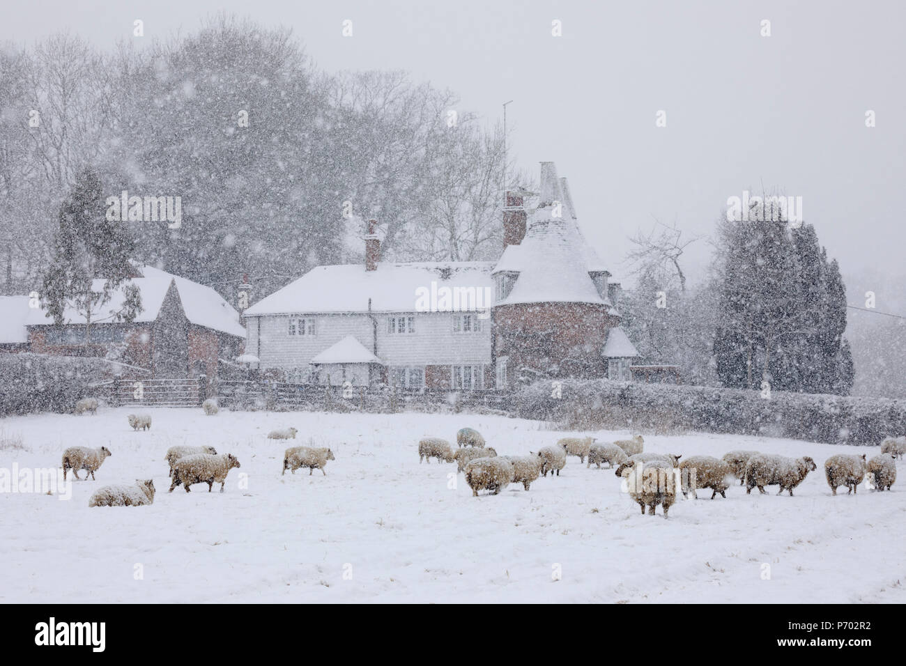 Vecchio oast house e pecore in coperta di neve campo nella tempesta di neve preso dal sentiero, Burwash, East Sussex, England, Regno Unito, Europa Foto Stock