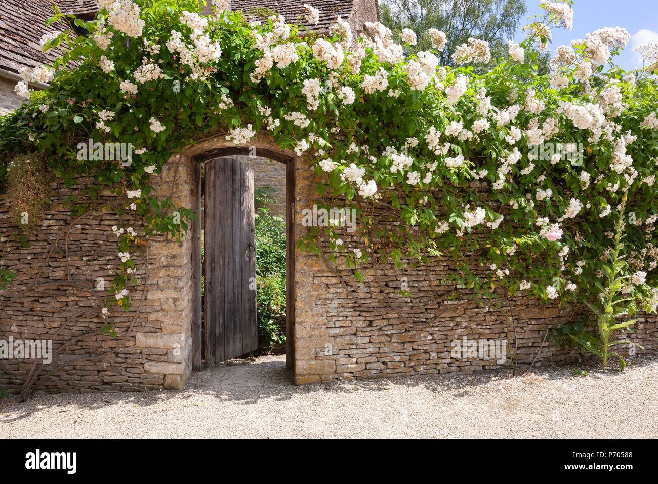 Muro coperto di rose immagini e fotografie stock ad alta risoluzione - Alamy