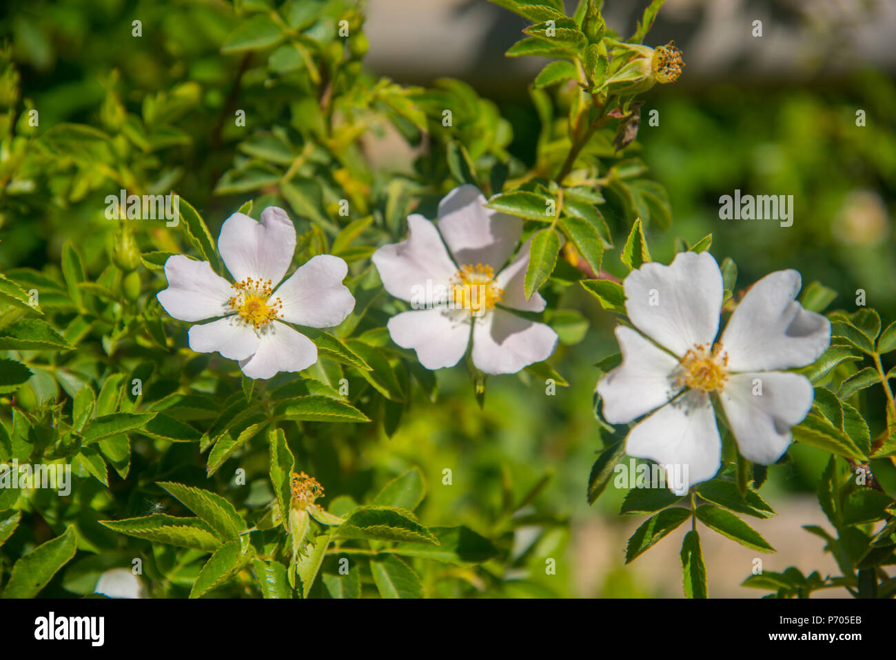 Tre fiori di rosa selvatica. Foto Stock