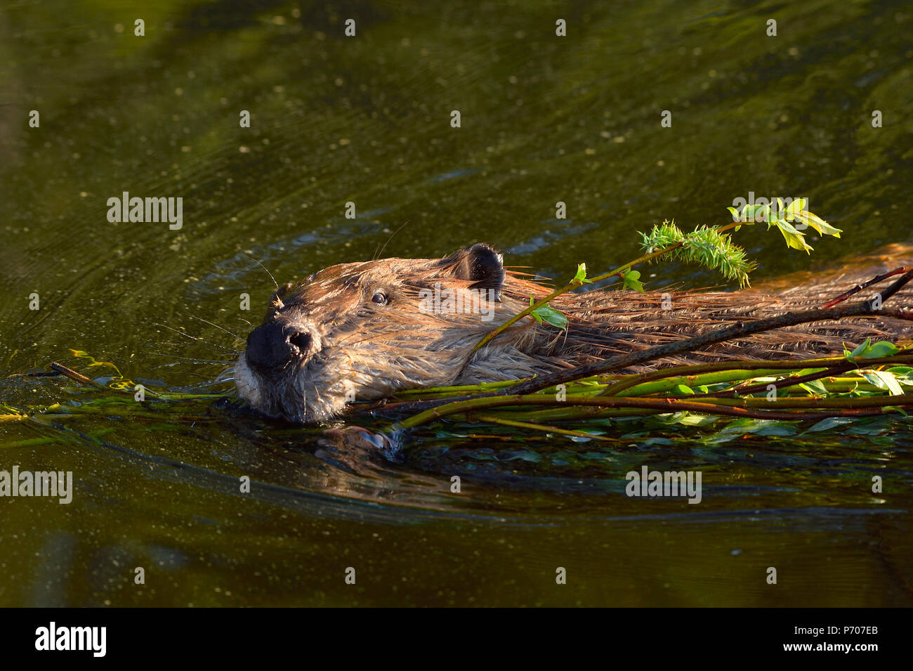 Un'immagine ravvicinata di un castoro adulto (Castor Canadensis); nuotare e tirare un carico di applausi freschi attraverso l'acqua del suo stagno castoro Foto Stock