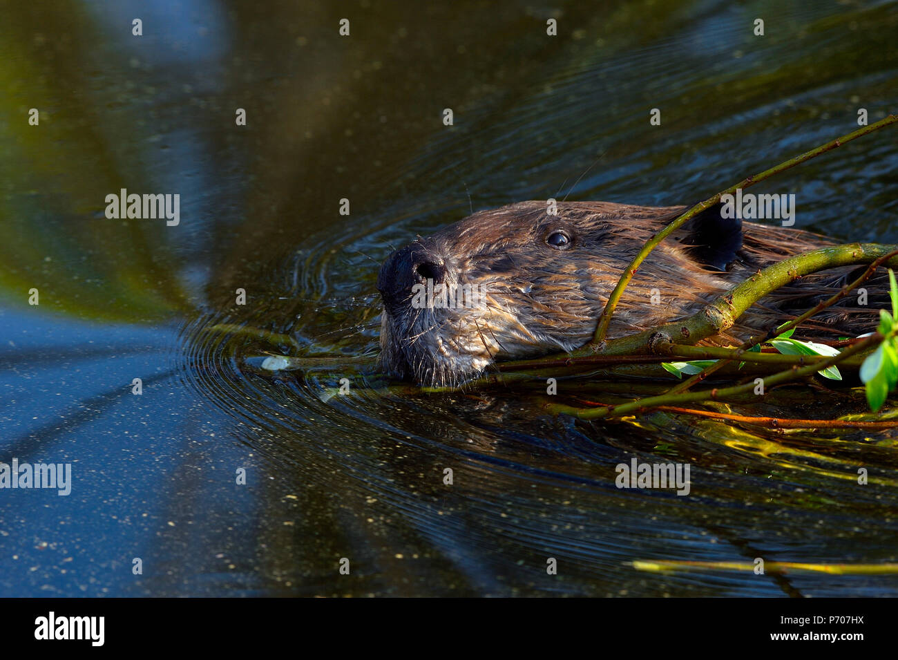Un'immagine ravvicinata di un castoro adulto (Castor Canadensis); nuotare e tirare un carico di fresche seghe attraverso l'acqua del suo laghetto castoro Foto Stock