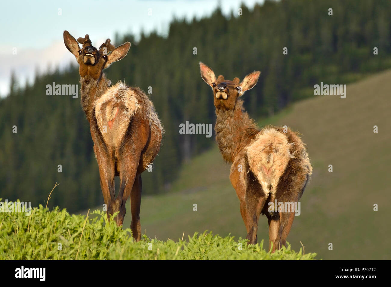 Una coppia di giovani bull 'Cervus elaphus"; elk in piedi su una collina guardando indietro cercando di profumo il fotografo e rendere divertente volti come lo fanno. Foto Stock