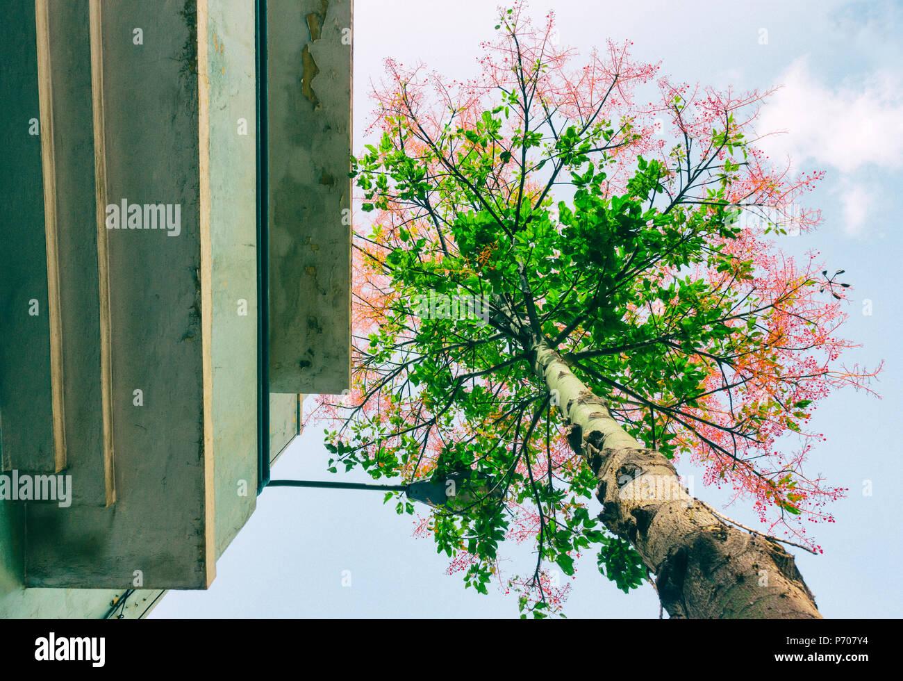 Basso angolo di visione della fioritura di albero in una strada di città strada di copertura luce Foto Stock